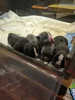 Blue female, a female American Bully for sale in Olympia, WA – Photo 3 of 5