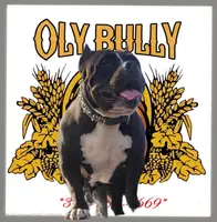 Blue female, a female American Bully for sale in Olympia, WA – Photo 4 of 5