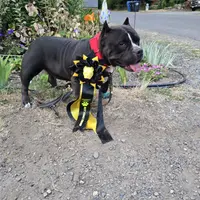 Blue female, a female American Bully for sale in Olympia, WA – Photo 7 of 10