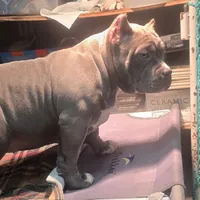 Blue female, a female American Bully for sale in Olympia, WA – Photo 2 of 10