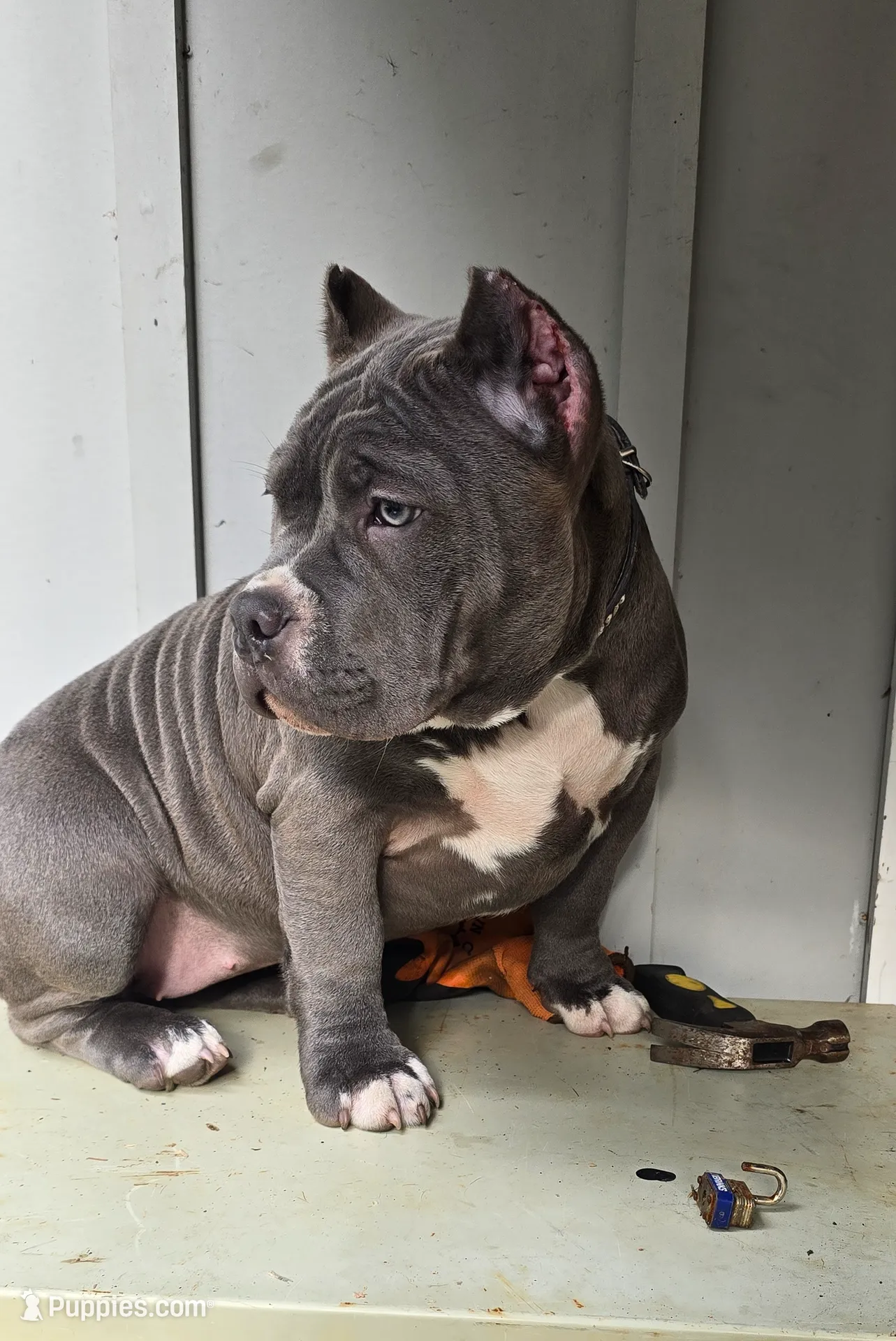 Blue female, a female American Bully for sale in Olympia, WA – Photo 10 of 10