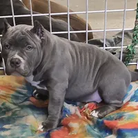 Blue female, a female American Bully for sale in Olympia, WA – Photo 4 of 10