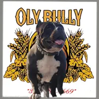 Blue female, a female American Bully for sale in Olympia, WA – Photo 5 of 10