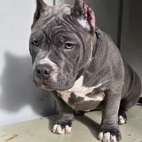 Blue female, a female American Bully for sale in Olympia, WA – Photo 1 of 10