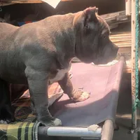 Blue female, a female American Bully for sale in Olympia, WA – Photo 9 of 10