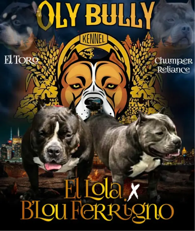 Blue female, a female American Bully for sale in Olympia, WA – Photo 3 of 10