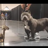 Blue female, a female American Bully for sale in Olympia, WA – Photo 8 of 10