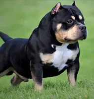 Pups, a female American Bully for sale in Olympia, WA – Photo 2 of 10