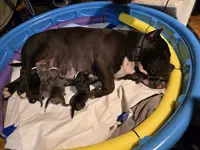 Pups, a female American Bully for sale in Olympia, WA – Photo 10 of 10