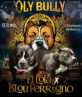 Pups, a female American Bully for sale in Olympia, WA – Photo 1 of 10