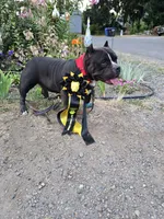 Pups, a female American Bully for sale in Olympia, WA – Photo 4 of 10