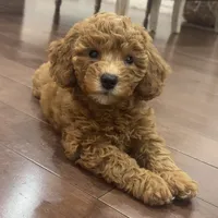 Kuki, a female Poodle - Toy  for sale in Queens, NY – 3 of 4