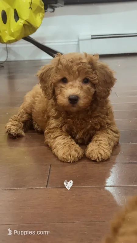 Blue, a male Poodle - Toy  for sale in Queens, NY – 1 of 5