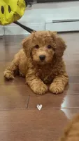 Blue, a male Poodle - Toy  for sale in Queens, NY – 1 of 5
