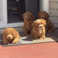 Blue, a male Poodle - Toy  for sale in Queens, NY – 2 of 5