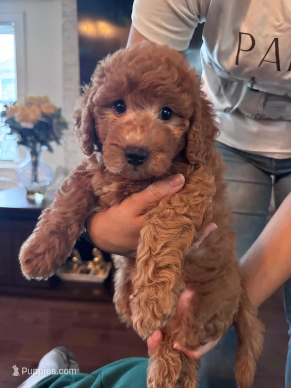 Kuki, a female Poodle - Toy  for sale in Queens, NY – 1 of 4