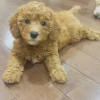 Kuki, a female Poodle - Toy  for sale in Queens, NY – 2 of 4