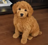 Blue, a male Poodle - Toy  for sale in Queens, NY – 4 of 5