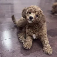 Kuki, a female Poodle - Toy  for sale in Queens, NY – 4 of 4