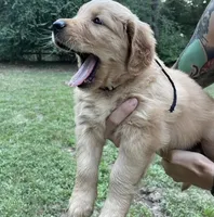Springtheen, a male Golden Retriever for sale in Springfield, MA – Photo 1 of 3