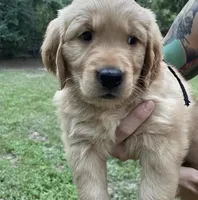 Springtheen, a male Golden Retriever for sale in Springfield, MA – Photo 3 of 3