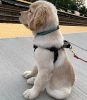Manor, a male Golden Retriever for sale in Pittsburgh, PA – Photo 3 of 3