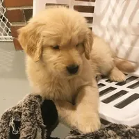 Jimmy, a male Golden Retriever for sale in San José, CA – Photo 3 of 3