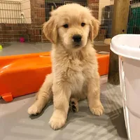 Jimmy, a male Golden Retriever for sale in San José, CA – Photo 1 of 3