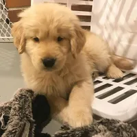 Jimmy, a male Golden Retriever for sale in San José, CA – Photo 2 of 3