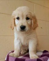 Jasper, a male Golden Retriever for sale in Springfield, MA – Photo 1 of 3