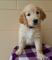 Jasper, a male Golden Retriever for sale in Springfield, MA – Photo 3 of 3