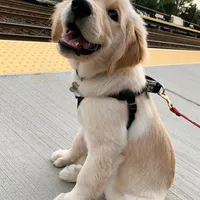 Manor, a male Golden Retriever for sale in San José, CA – Photo 2 of 3
