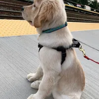 Manor, a male Golden Retriever for sale in San José, CA – Photo 3 of 3