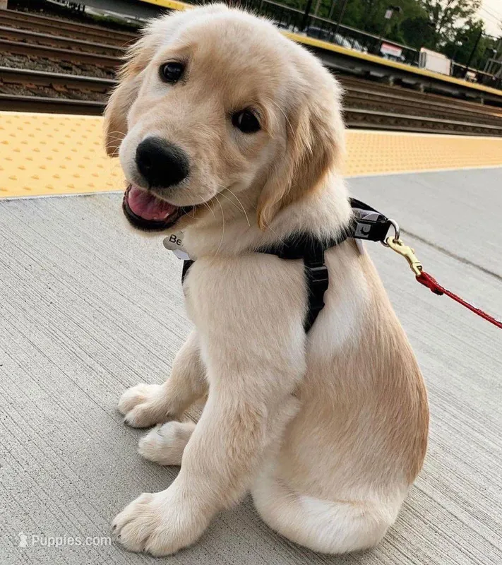 Manor, a male Golden Retriever for sale in San José, CA – Photo 1 of 3