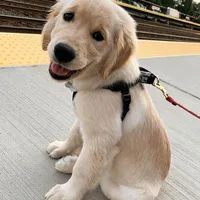 Manor, a male Golden Retriever for sale in San José, CA – Photo 1 of 3