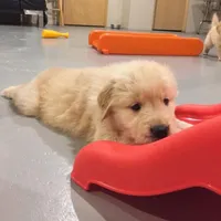 Raph, a male Golden Retriever for sale in San José, CA – Photo 3 of 3