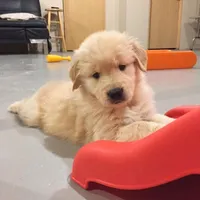 Raph, a male Golden Retriever for sale in San José, CA – Photo 1 of 3