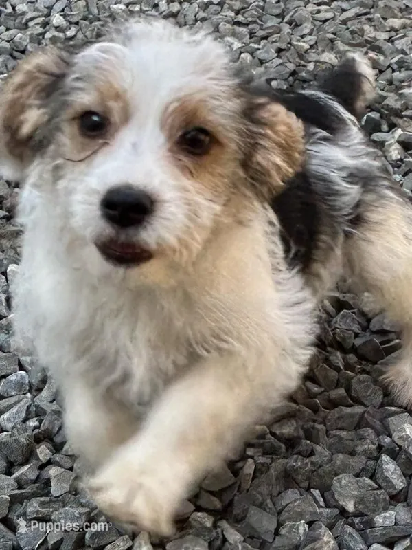 Sammy – Beagle puppy for sale in Bethel, PA