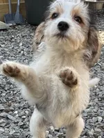 Sammy, a male Beagle for sale in Bethel, PA – Photo 2 of 4