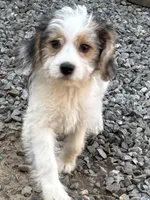 Sammy, a male Beagle for sale in Bethel, PA – Photo 3 of 4