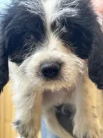 Colt, a male Beagle for sale in Bethel, PA – Photo 3 of 3