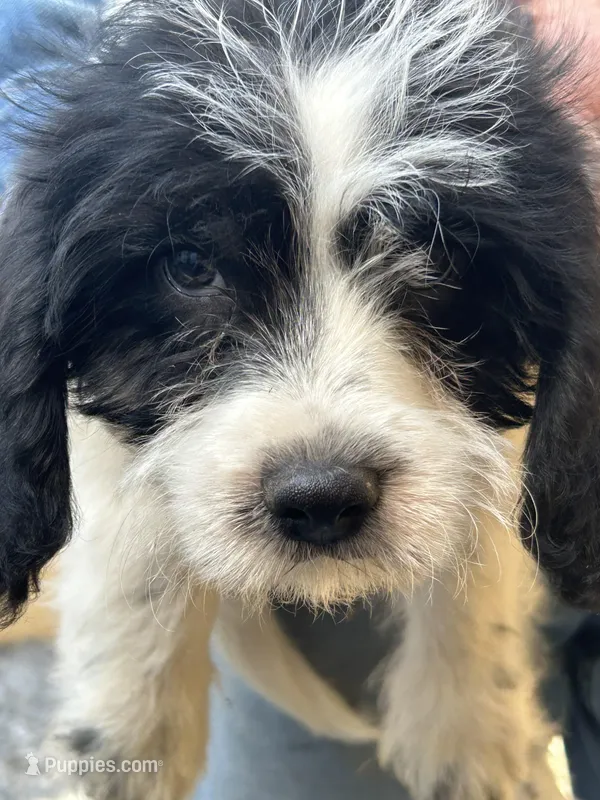 Colt – Beagle puppy for sale in Bethel, PA