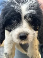 Colt, a male Beagle for sale in Bethel, PA – Photo 1 of 3