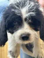 Colt, a male Beagle for sale in Bethel, PA – Photo 2 of 3