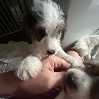 Olive, a female Beagle and Shih Tzu for sale in Bethel, PA – Photo 3 of 3