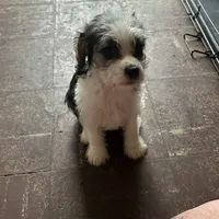 Olive, a female Beagle and Shih Tzu for sale in Bethel, PA – Photo 2 of 3