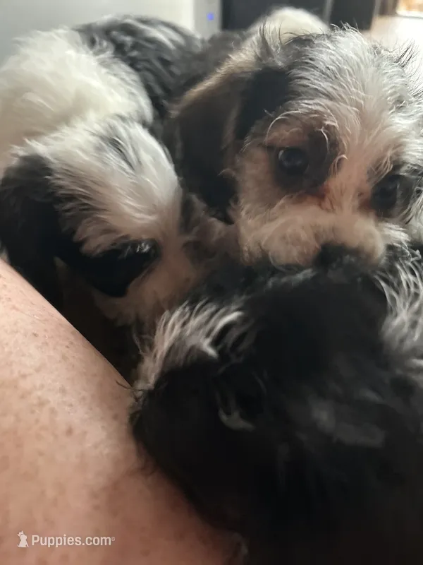 Olive – Beagle, Shih Tzu puppy for sale in Bethel, PA