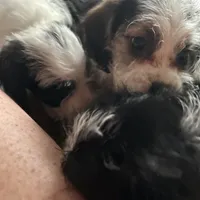 Olive, a female Beagle and Shih Tzu for sale in Bethel, PA – Photo 1 of 3