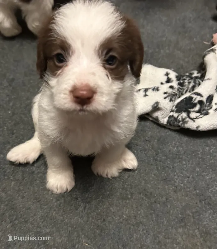 Leah – Maltese, Shih Tzu puppy for sale in Bethel, PA