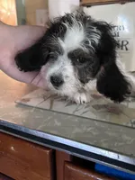 Uno, a male Beagle and Shih Tzu for sale in Bethel, PA – 3 of 3